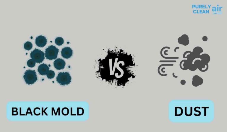 Black Mold vs Dust in Your Home – Difference?